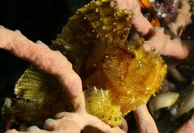 Komodo 2016 - Leaf Scorpionfish - Poisson feuille - Taenianotus triacanthus - IMG_6871_rc